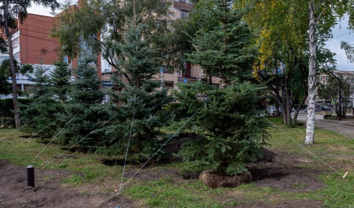 14 крупномерных елей высадили на площади Декабристов в Иркутске