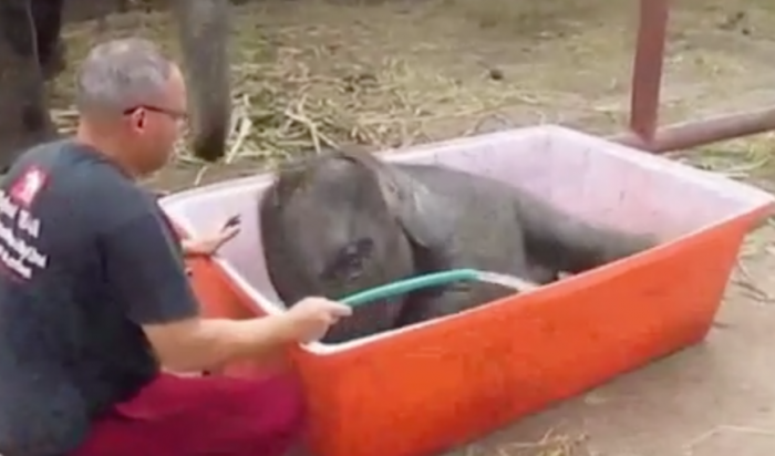 Посетители зоопарка в Таиланде сняли на видео купание слоненка