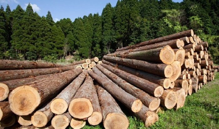 В Усть-Илимском районе предприятие вырубило лес на 16 миллионов рублей