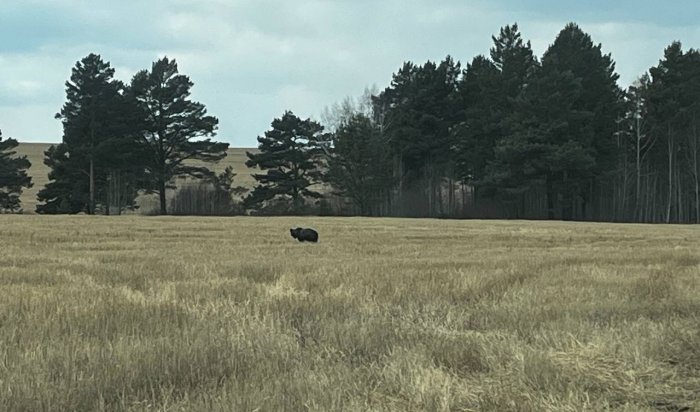 В Эхирит-Булагатском районе медведица с детенышем вышли к людям