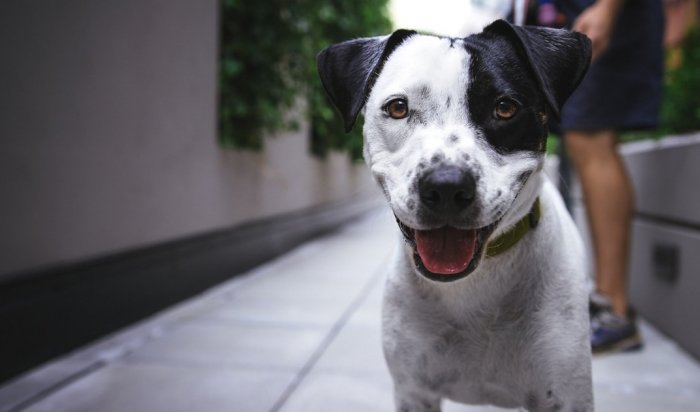 В Иркутске для выжившей после издевательств школьников собаки ищут новый дом