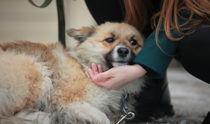 В Приангарье владельцам животных выписали более 800 тысяч рублей штрафов