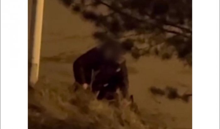 В Иркутске полиция начала проверку после того, как мужчина ранил свою собаку отверткой