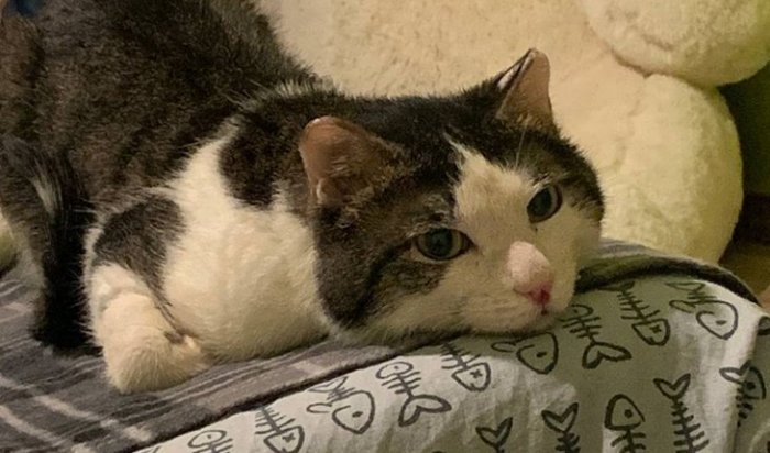 Кот, выживший после взрыва газа, обрел новый дом в Ангарске