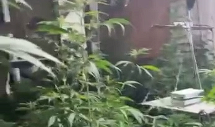 В Иркутске задержан мужчина, выращивающий коноплю в квартире