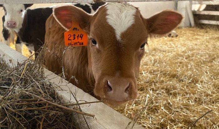 Ветстанции Иркутской области усилили готовность из-за пастереллеза