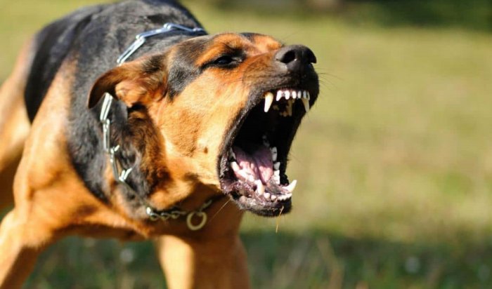 В Иркутске дети пострадали от нападения бродячих собак на школьном дворе