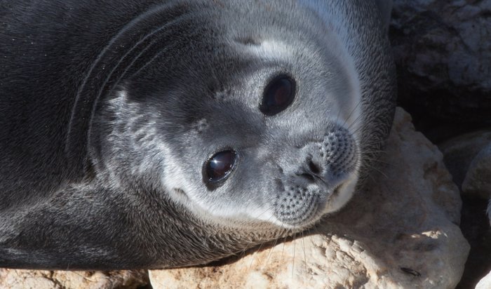 Байкальские нерпы вышли в сеть на высоких скоростях МТС