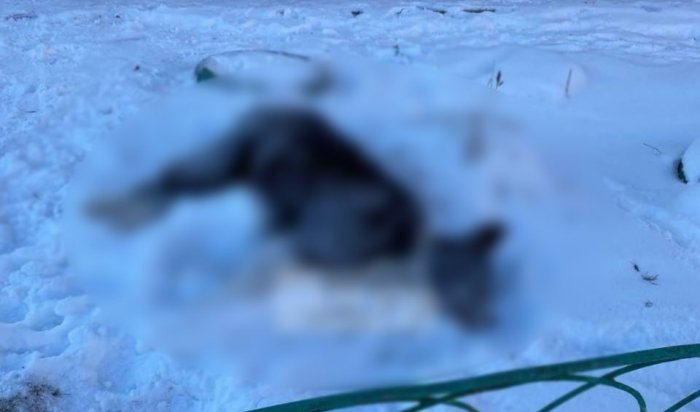 В Чистых Ключах полиция начала проверку из-за трупов животных