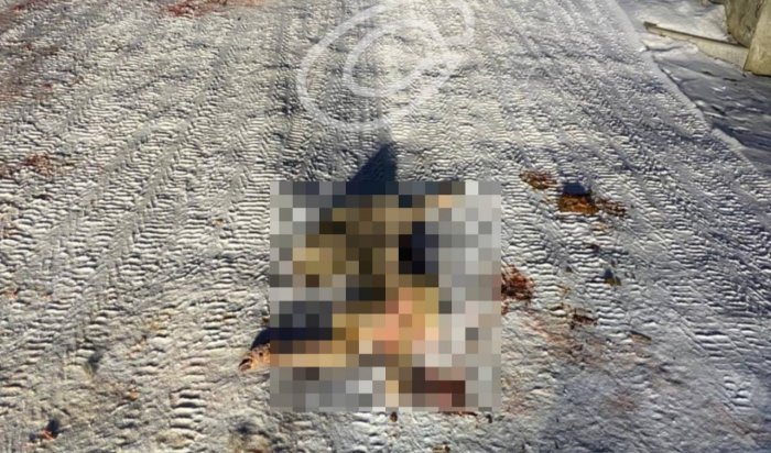 В Новолисихе стая собак растерзала косулю (Видео)