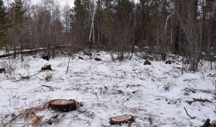 В Приангарье группа мужчин незаконно срубила 43 дерева
