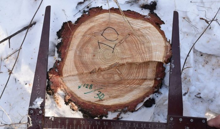 Шестеро мужчин незаконно вырубили лиственницы в Ольхонском районе