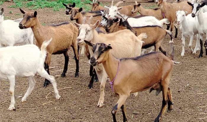 Производство козьего молока в Приангарье за десять месяцев: результаты и перспективы