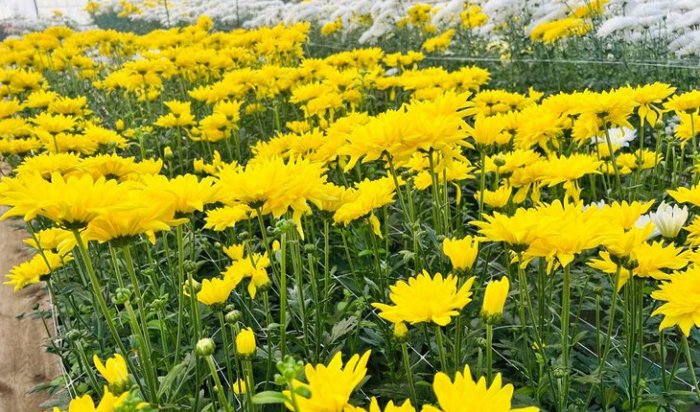 В иркутском Горзеленхозе вырастили восемь тысяч хризантем ко Дню матери