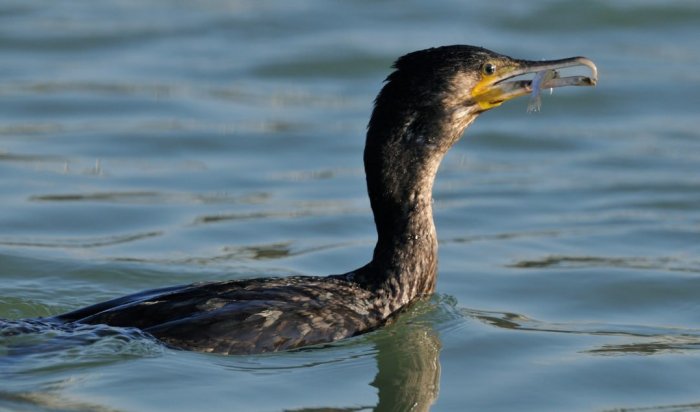 В Приангарье разрешат отстрел бакланов
