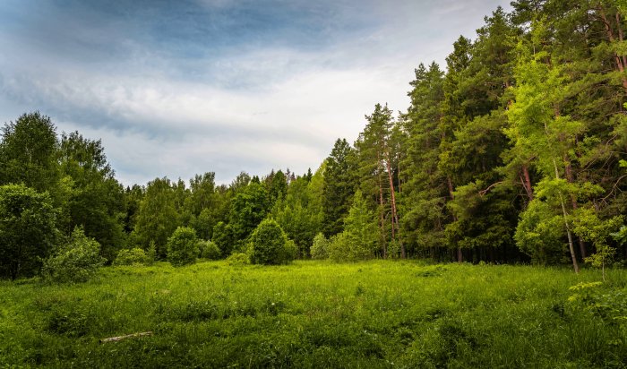 В ГД разрешили сплошные рубки на Байкале