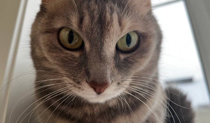 В Ангарске женщина добилась возвращения породистой кошки от бывшего мужа