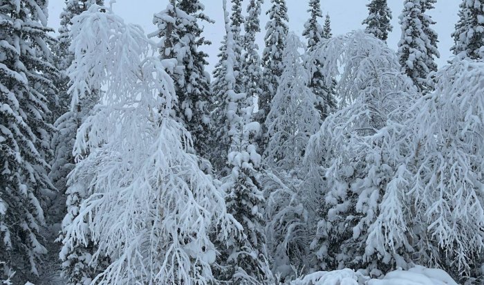 Морозы до минус 40 градусов предсказываются в некоторых регионах России