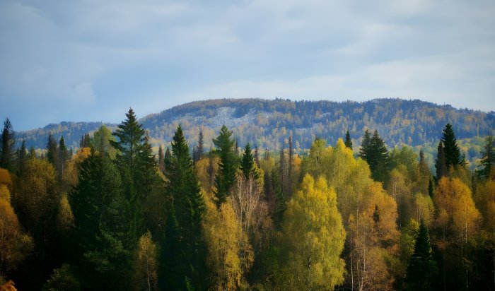 В Иркутске пройдет митинг против сплошных рубок на Байкале
