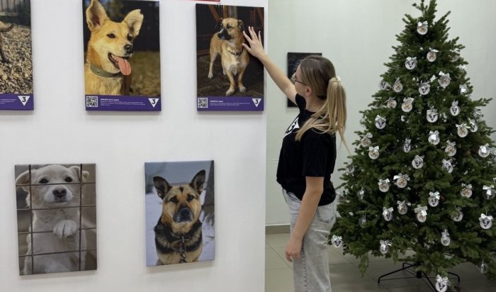 «Истории, которые вдохновляют»: ТВ-3 взял под опеку 650 животных из приюта в Приангарье