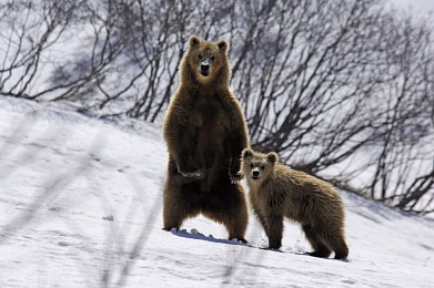 Медведи проснулись в питомнике «К-9» в Иркутске