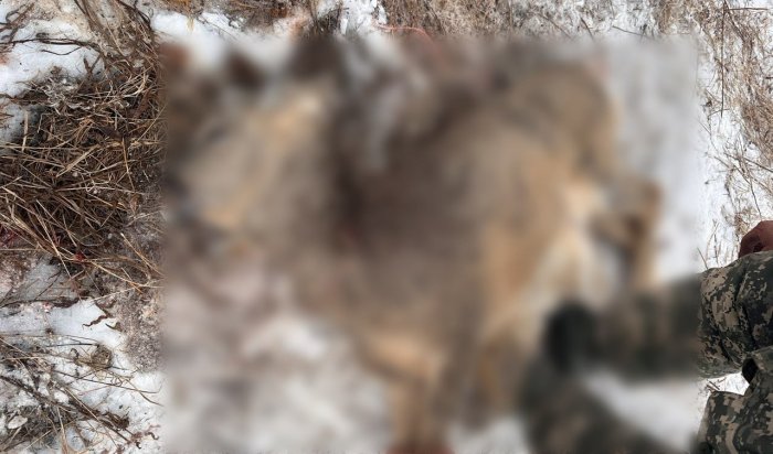 В Эхирит-Булагатском районе осудили охотника, застрелившего косуль