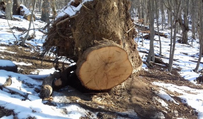 Рослесхоз отметил снижение числа незаконных рубок в Иркутской области