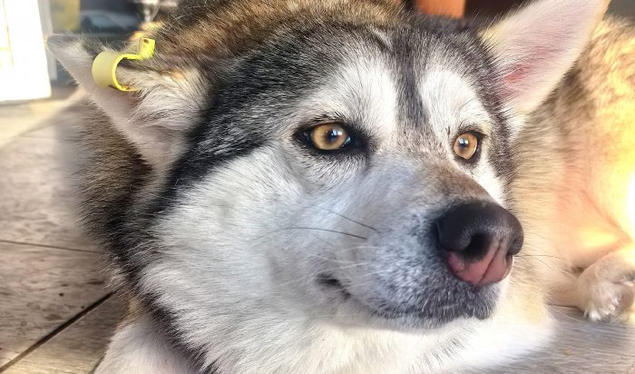 Она танцует, даже когда грустно: в Иркутске ищут дом для собаки по кличке ТикТок