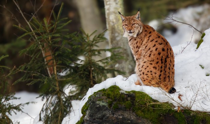 Под Уфой бешеная рысь напала на школьницу