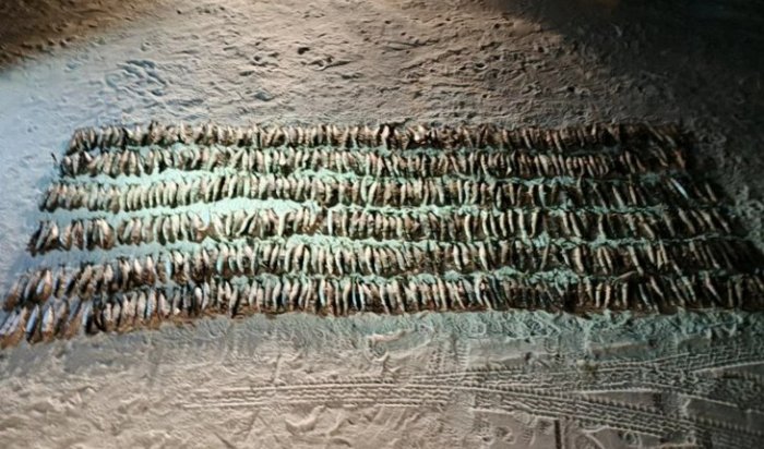 Двое мужчин незаконно выловили байкальского омуля на сумму более 3,5 миллионов рублей