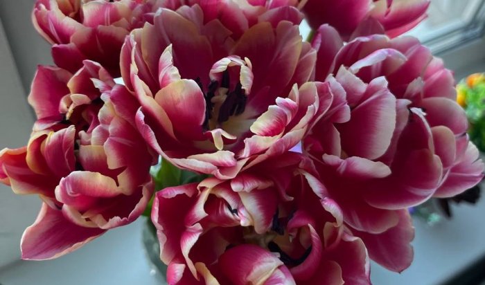 В Иркутске перед 8 Марта в аэропорт привезли 18 тонн тюльпанов