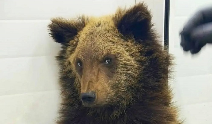 Истощенного медвежонка нашли у железной дороги в Прибайкалье
