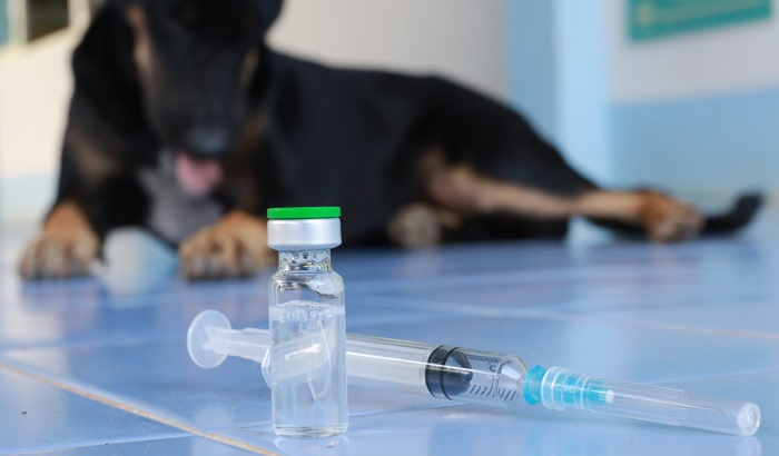 В лесах Усть-Илимского района разложат 3000 приманок с вакциной от бешенства