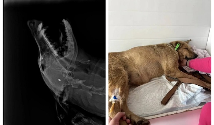 Собаке выстрелили в голову и бросили в канаву. Найду спасают волонтёры