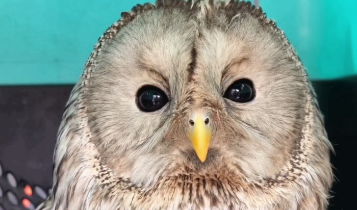 В Иркутске выпустили на волю спасенную сову (Видео)