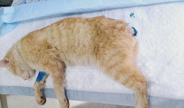 В Братске живодеры отрезали коту хвост и сломали лапу