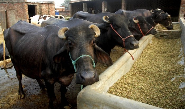 Индия планирует поставлять в Россию буйволятину