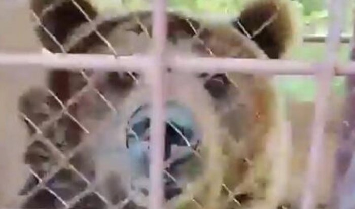 Полиция ищет медведицу в Приморье