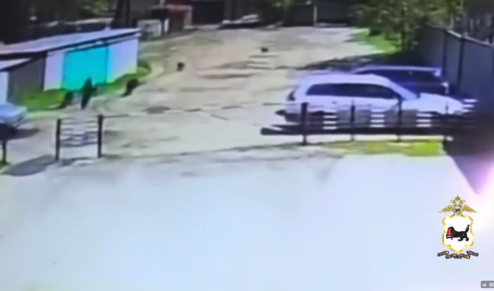 В Черемховском районе стая собак набросилась на ребенка (Видео)
