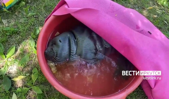 Нерпёнка с леской на шее нашли на Якоби