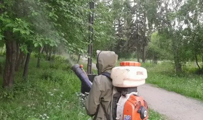В Иркутске обработали от горностаевой моли 50 тысяч деревьев