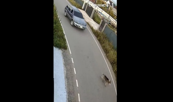 В Хомутово водитель специально сбил собаку и скрылся