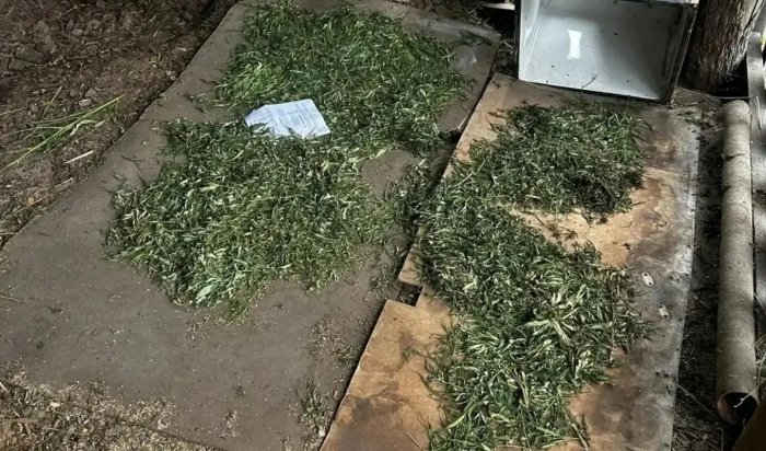 В Зиме полицейские обнаружили наркооранжерею