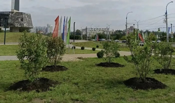 Озеленение провели на общественных пространствах Иркутска