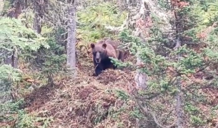 Медведь убил пенсионера в Киренском районе
