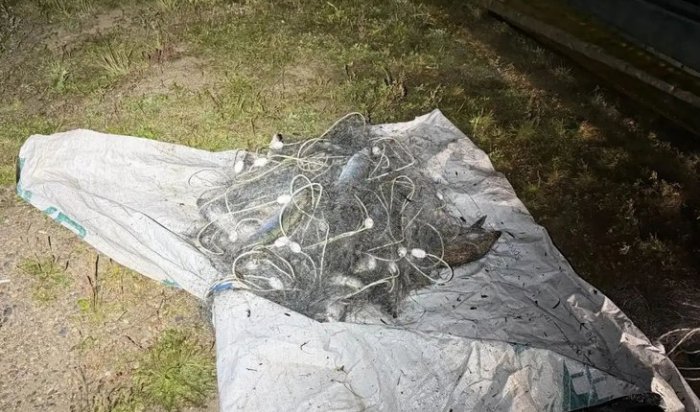 Житель Байкальска задержан за незаконный вылов омуля на сумму более 400 тысяч рублей