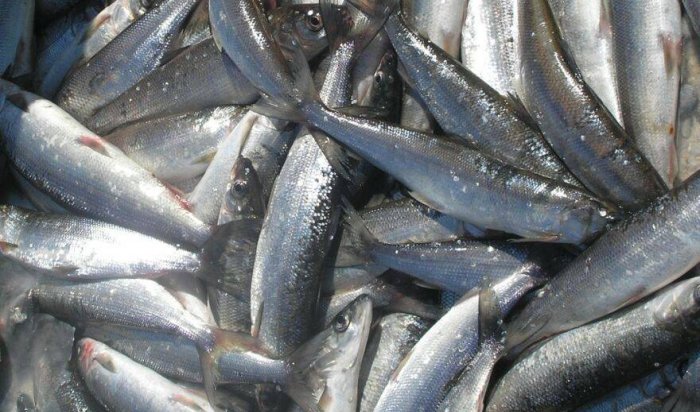 Около 80% ценных видов рыб водоемах Приангарья заражены паразитами