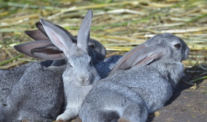 В Дании ведущий радиопередачи о защите животных убил кролика в прямом эфире
