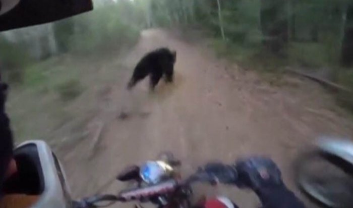 В Шелеховском районе Иркутской области медведь перебежал дорогу мотоциклистам