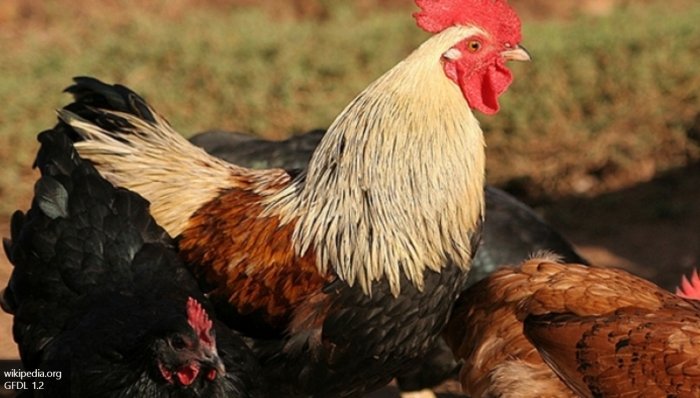 KFC подали в суд на китайские компании из-за слухов о восьминогих курицах